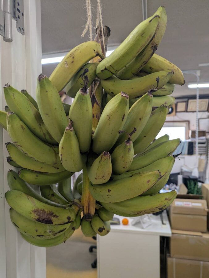 徳之島からバナナが届きました。