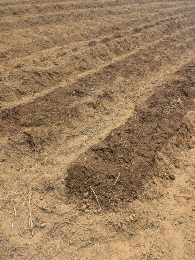 畑に刻まれた「八十八」の意味