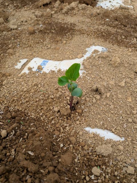 「ビオファーム通信」大豆の芽吹きに感動。自然とともに歩む畑仕事
