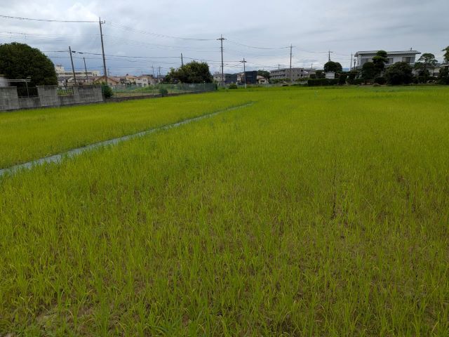 新しい畑の物語が始まります。