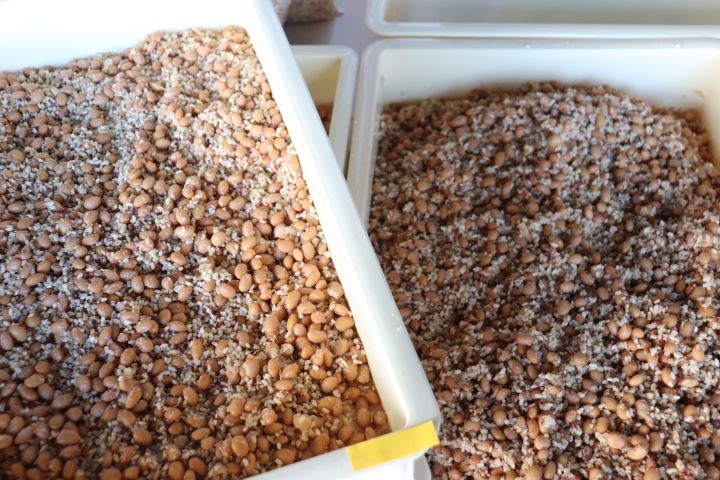 赤沼ロマンブルーイング様での味噌づくり