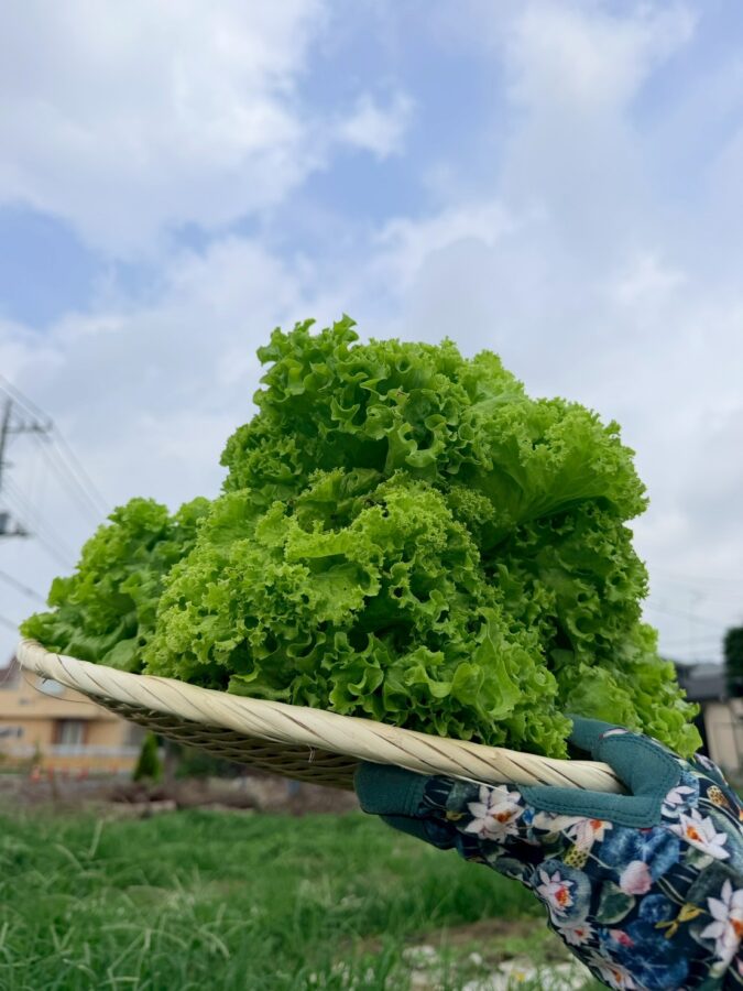 梅雨明けの畑はぐんぐん成長中！夏の恵みを感じるブランビオファーム
