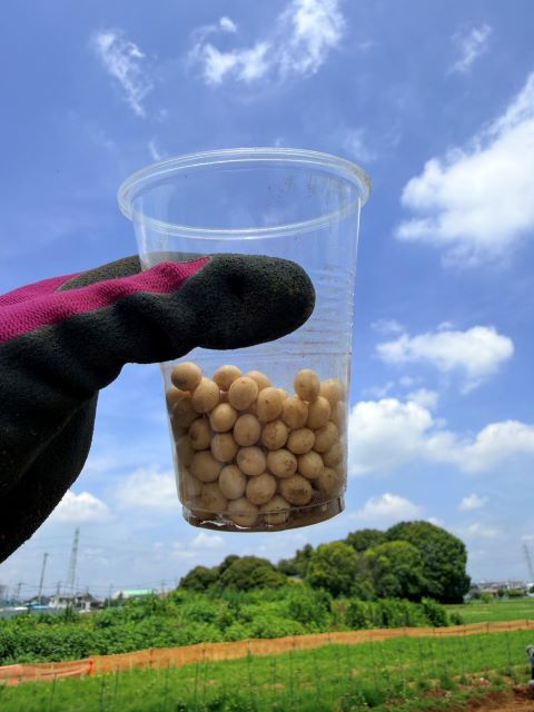 大豆の種まき…ビオファーム事業部の畑仕事
